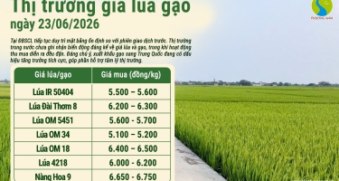 Giá lúa gạo hôm nay 23/6/2026: Thị trường trong nước ổn định