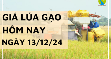 Giá lúa gạo hôm nay 13/12/2024: Giá giảm nhẹ với gạo, lúa neo cao