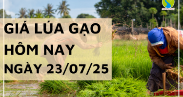 Giá Lúa Gạo Hôm Nay Ngày 23/7/2025: Gạo Nguyên Liệu, Xuất Khẩu Khởi Sắc