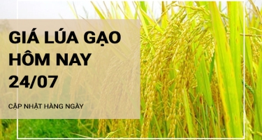 Giá lúa gạo hôm nay ngày 24/07/2024: Tiếp tục điều chỉnh tăng 100 đồng/kg với lúa