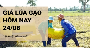 Giá lúa gạo hôm nay ngày 24/08/2024: Mặt hàng gạo tăng từ 100 - 150 đồng/kg