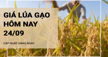 Giá lúa gạo hôm nay ngày 24/09/2024: Giao dịch lúa mới chậm, giá gạo thấp