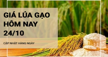 Giá lúa gạo hôm nay ngày 24/10/2024: Giá gạo xuất khẩu giảm. Thị trường giao dịch ổn định