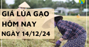 Giá lúa gạo hôm nay 14/12/2024: Thị trường giao dịch lúa chậm, nhu cầu ít 