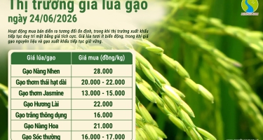 Giá lúa gạo hôm nay 24/6/2026: Thị trường xuất khẩu ổn định