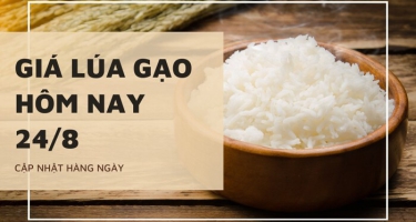 Giá lúa gạo hôm nay 24/8/2023: Giá Gạo Trong Nước Điều Chỉnh Giảm