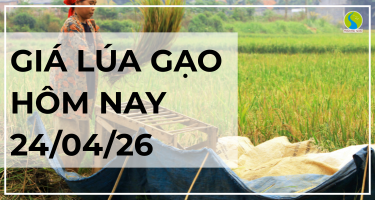 Giá Lúa Gạo Hôm Nay Ngày 24/4/2026: Thị Trường Trầm Lắng