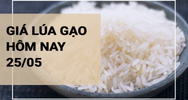 Giá lúa gạo hôm nay ngày 25/05/2024: Tiếp đà giảm với gạo nguyên liệu và thành phẩm