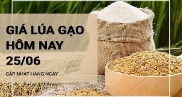 Giá lúa gạo hôm nay ngày 25/06/2024: Giá gạo thành phẩm tăng 150 - 200 đồng/kg