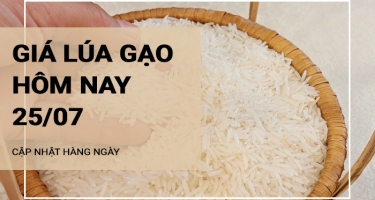 Giá lúa gạo hôm nay ngày 25/07/2024: Giá lúa tăng giảm trái chiều từ 100-200 đồng/kg