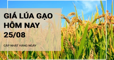 Giá lúa gạo hôm nay ngày 25/08/2024: Giá lúa tăng, giảm trái chiều