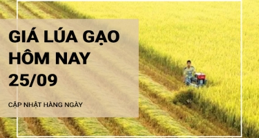 Giá lúa gạo hôm nay ngày 25/09/2024: Giảm với mặt hàng lúa và gạo