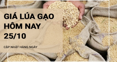 Giá lúa gạo hôm nay ngày 25/10/2024: Mặt hàng lúa và gạo duy trì đà ổn định