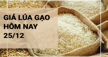 Giá lúa gạo hôm nay ngày 25/12/2023: Nguồn gạo về ít, giá lúa ở mức cao