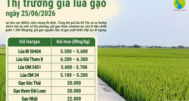 Giá lúa gạo hôm nay ngày 25/6/2026: Gạo Jasmine giảm 1.000 đồng/kg, gạo nguyên liệu ổn định 