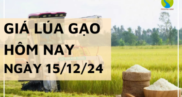 Giá lúa gạo hôm nay 15/12/2024: Tiếp tục điều chỉnh giảm với mặt hàng gạo