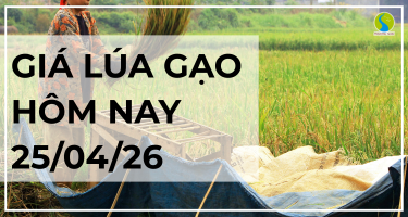 Giá Lúa Gạo Hôm Nay Ngày 25/4/2026: Lúa Tươi Giảm Nhẹ