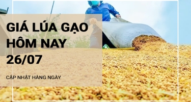 Giá lúa gạo hôm nay ngày 26/07/2024: Giá lúa tăng từ 100-300 đồng/kg