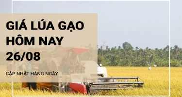 Giá lúa gạo hôm nay ngày 26/08/2024: Giá gạo tăng 50-150 đồng/kg