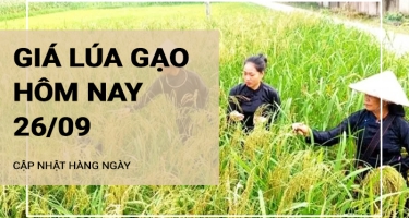 Giá lúa gạo hôm nay ngày 26/09/2024: Giá tấm OM 5451 tăng mạnh 1.000đồng/kg