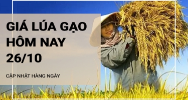 Giá lúa gạo hôm nay ngày 26/10/2024: Giá lúa tăng, giảm trái chiều