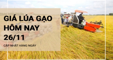Giá lúa gạo hôm nay ngày 26/11/2023: Tấm khô OM 5451 tăng 100 đồng/kg