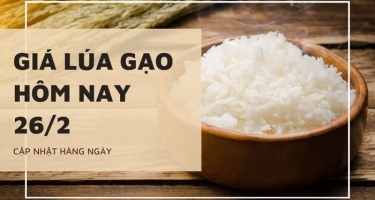 Giá lúa gạo hôm nay 26/2 tại các tỉnh Đồng bằng sông Cửu Long điều chỉnh tăng trở lại sau nhiều phiên giảm