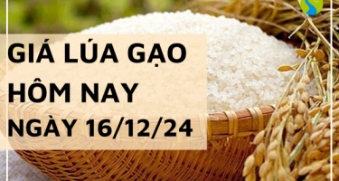 Giá lúa gạo hôm nay 16/12/2024: Không có biến động mới trong ngày đầu tuần