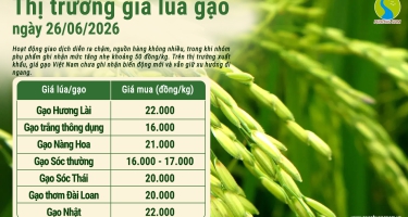 Giá lúa gạo hôm nay ngày 26/6/2026: Phụ phẩm khởi sắc 