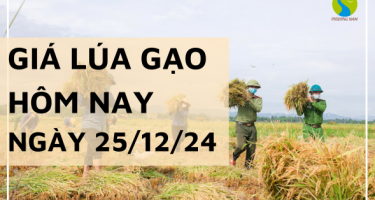 Giá lúa gạo hôm nay 25/12/2024: Điều chỉnh giảm 100 đồng/kg với giá gạo