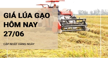 Giá lúa gạo hôm nay ngày 27/06/2024:  Giá gạo nguyên liệu giảm 100-150 đồng/kg