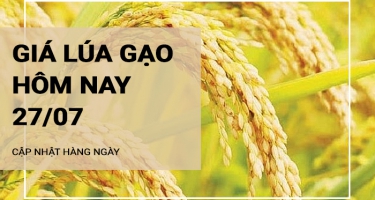 Giá lúa gạo hôm nay ngày 27/07/2024: Giá lúa tăng từ 100 đồng/kg