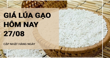 Giá lúa gạo hôm nay ngày 27/08/2024: Gạo thành phẩm IR 504 tăng nhẹ 50 đồng/kg