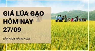 Giá lúa gạo hôm nay ngày 27/09/2024: Giá lúa giảm 200 đồng/kg, gạo xuất khẩu ở mức thấp