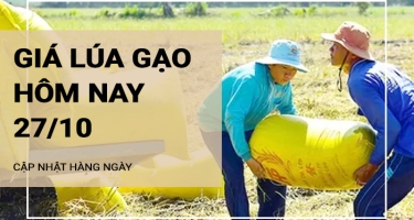 Giá lúa gạo hôm nay ngày 27/10/2024: Mặt hàng lúa gạo điều chỉnh tăng, giảm trái chiều