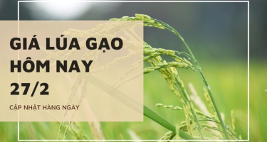 Giá lúa gạo hôm nay ngày 27/2 tại Đồng bằng sông Cửu Long tăng nhẹ với một số loại lúa