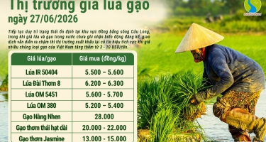 Giá lúa gạo hôm nay ngày 27/6/2026: Gạo xuất khẩu nhích lên
