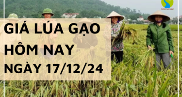 Giá lúa gạo hôm nay 17/12/2024:  Thị trường giao dịch lai rai, giá ít biến động