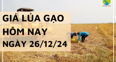 Giá lúa gạo hôm nay 26/12/2024: tiếp tục điều chỉnh giảm 100 đồng/kg với gạo