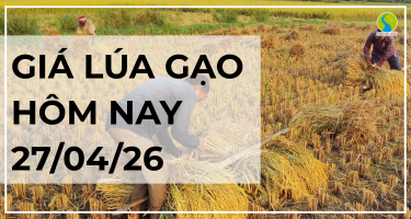 Giá Lúa Gạo Hôm Nay Ngày 27/4/2026: Xuất Khẩu Hạ Nhiệt