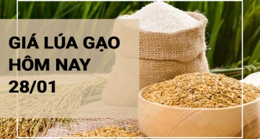 Giá lúa gạo hôm nay 28/01/2024: Giá giảm mạnh, nhiều kho ngưng mua