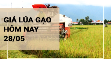 Giá lúa gạo hôm nay ngày 28/05/2024: Giá lúa hôm nay đồng loạt giảm từ 300-400 đồng/kg