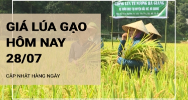 Giá lúa gạo hôm nay ngày 28/07/2024: Giá gạo tăng 150-200 đồng/kg