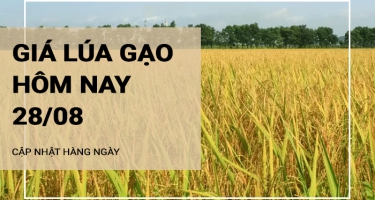 Giá lúa gạo hôm nay ngày 28/08/2024: Gạo nguyên liệu và thành phẩm đồng loạt giảm