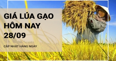 Giá lúa gạo hôm nay ngày 28/09/2024: Giá lúa giảm 200-300 đồng/kg, giá gạo ổn định