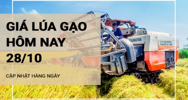 Giá lúa gạo hôm nay ngày 28/10/2024: Thị trường giao dịch cầm chừng, kho mua vào ít