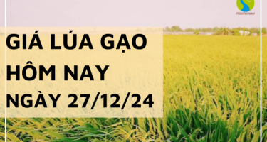 Giá lúa gạo hôm nay 27/12/2024: Giá lúa IR 50404 tươi giảm 100 đồng/kg