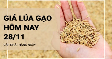 Giá lúa gạo hôm nay ngày 28/11/2023: Giá lúa Nàng Hoa 9 giảm 100 đồng/kg