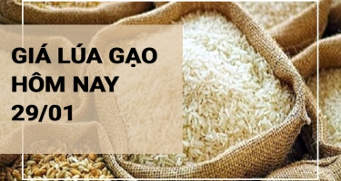 Giá lúa gạo hôm nay 29/01/2024: ĐBSCL tiếp tục điều chỉnh giảm với gạo