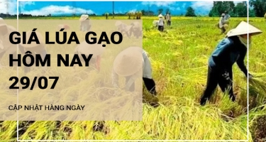 Giá lúa gạo hôm nay ngày 29/07/2024: Giá gạo giảm mạnh 500-600 đồng/kg, giá lúa ổn định